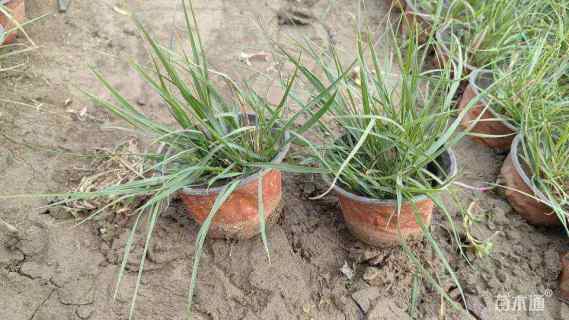 高度15厘米小兔子狼尾草