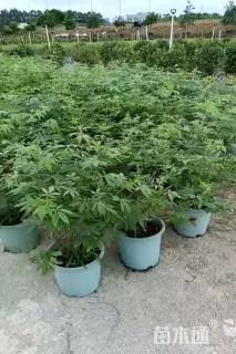 高度120厘米穗花牡荆