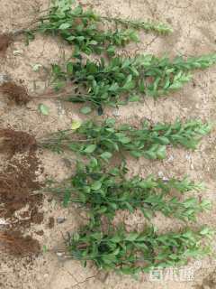 高度46厘米大叶黄杨