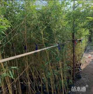 地栽苗早园竹