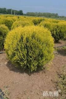 冠幅120厘米洒金柏球