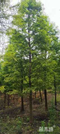 6公分墨西哥落羽杉