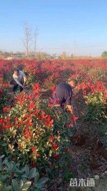 冠幅100厘米红叶石楠球