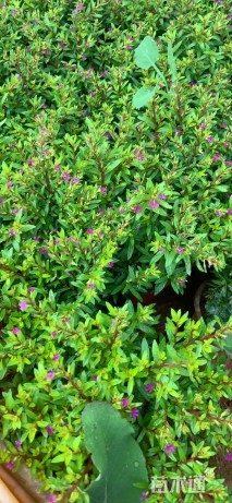 高度20厘米满天星