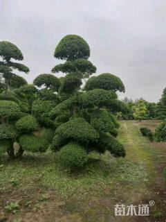 高度300厘米小叶女贞