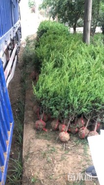 高度80厘米龙柏