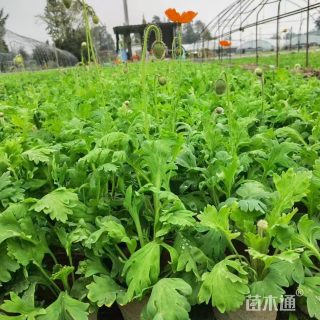 高度40厘米虞美人