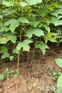 高度70厘米枫香小苗