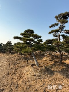 25公分造型景观松