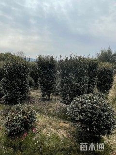 高度200厘米茶梅柱