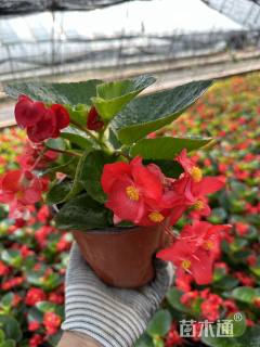 高度30厘米海棠