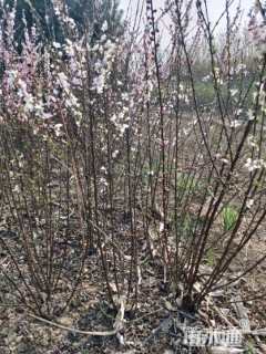 高度100厘米丛生榆叶梅