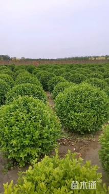 冠幅180厘米胶东卫矛球