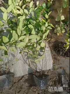 高度60厘米金森女贞小苗