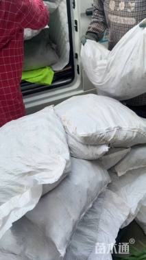 高度10厘米石蒜