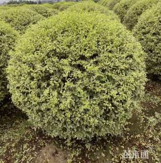 冠幅250厘米银姬小蜡球