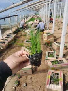 高度20厘米墨西哥羽毛草