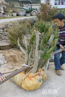 高度120厘米杜鹃