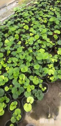 高度10厘米大吴风草