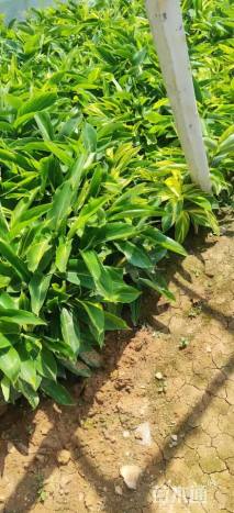 高度30厘米花叶良姜