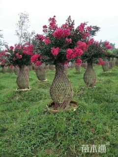 高度1.2厘米造型红花继木桩
