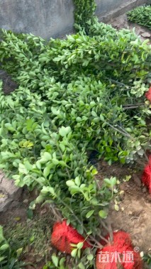 高度150厘米北海道黄杨小苗