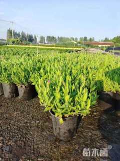 高度20厘米马鞭草