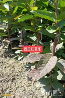 高度50厘米番石榴