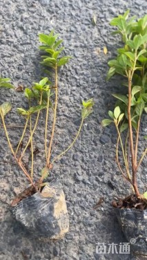 高度37厘米杜鹃