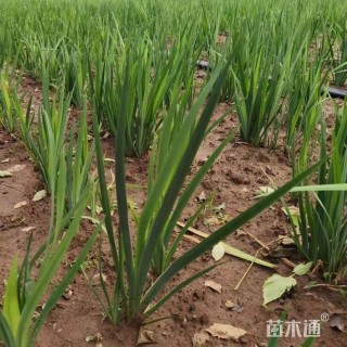 高度20厘米黄菖蒲