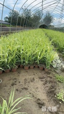 高度20厘米花叶芦竹