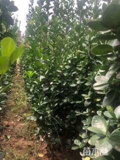 高度180厘米北海道黄杨