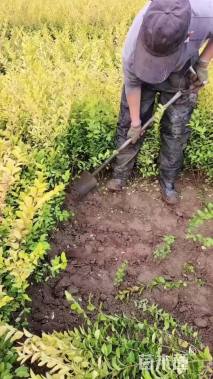 高度50厘米金叶女贞