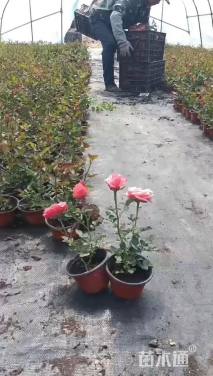 高度15厘米玫瑰