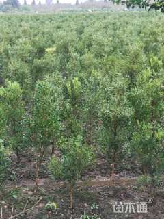 高度100厘米瓜子黄杨