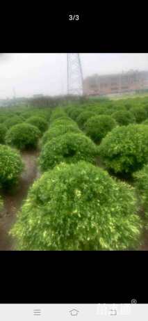 冠幅150厘米瓜子黄杨球