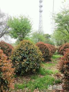 冠幅300厘米红叶石楠球