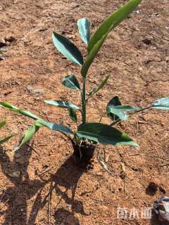 高度30厘米花叶良姜