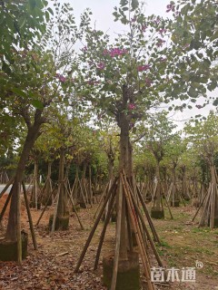 15公分红花羊蹄甲