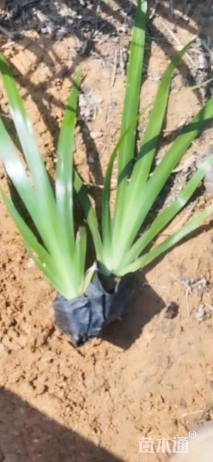 高度25厘米鸢尾