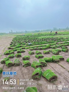 草毯状天堂草