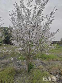 12公分染井吉野