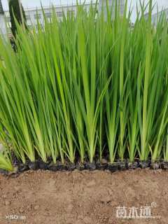 高度30厘米鸢尾