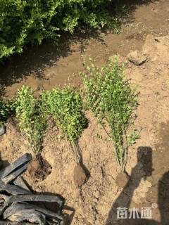 高度20厘米水蜡