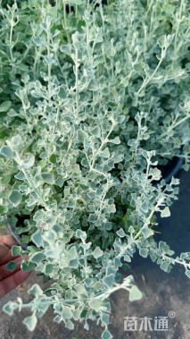 高度30厘米银叶仓鼠