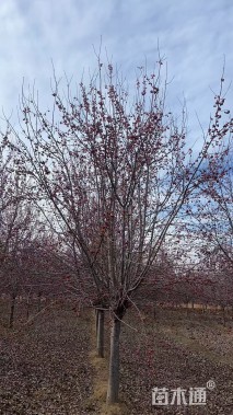 18公分北美海棠