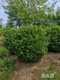 冠幅150厘米大叶黄杨球