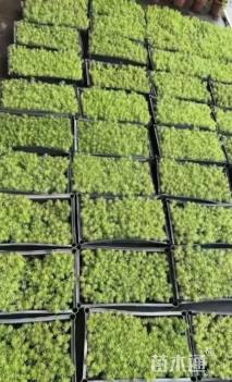 高度5厘米佛甲草