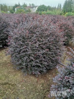 冠幅100厘米红花继木球