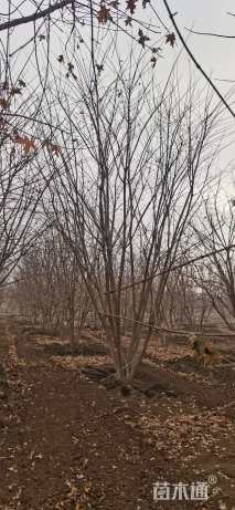 高度500厘米丛生五角枫